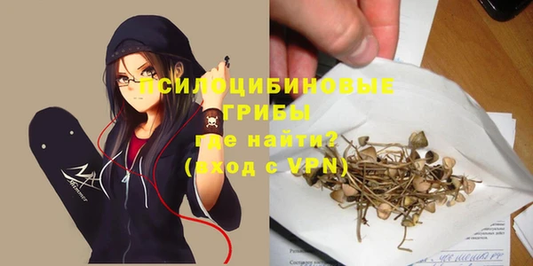 стаф Алзамай