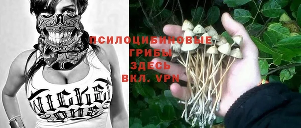 стаф Алзамай